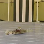 营地 Kea *
